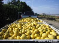 Fresh Lemons