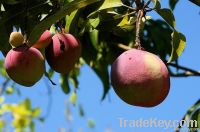 Fresh Mangos