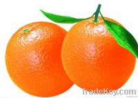 Fresh Chinese Navel Orange