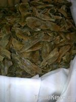 Agarwood, Agar wood, oud, oudh, dehnal oud, bakhoor, bakhur, mukhalat