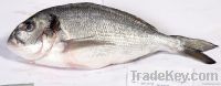 seabass, sea bream, rainbow trout