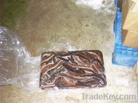 hagfish
