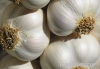 fresh garlic