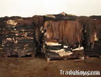 Wet Salted Cow Hides & Animal Skins