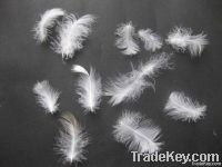 Washed white goose feather