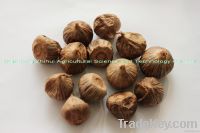 China black solo garlic