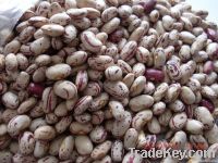 Light Speckled Kidney Beans