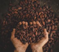 Cocoa Beans Cacao Beans