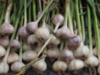 Garlic Fresh And Dried Garlic / Red Garlic Cheap Premium Quality 100%