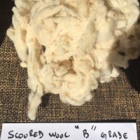Scoured Sheep Wool