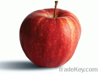 https://www.tradekey.com/product_view/Apple-Gala-3990475.html