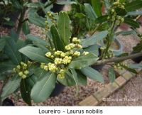Dried or Fresh Bay Leaves
