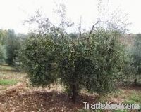 Fresh or Dried Olive Leaves