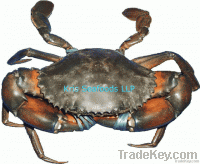 Live Mud Crab