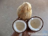 Semi husk coconuts