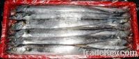 Ribbonfish