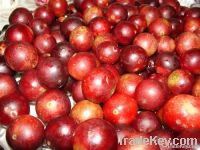 Peruvian Camu Camu