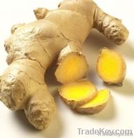 Fresh/Dried Ginger