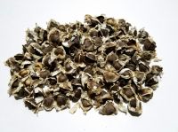 High Quality Moringa Seed