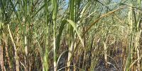 Top Quality Sugar Cane for Juice and Suger Product