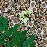 High Quality Moringa seed PKM 1 and PKM 2 (12119099)