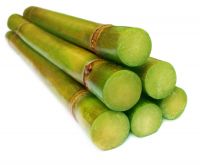 Top Quality Sugar Cane for Juice and Suger Product