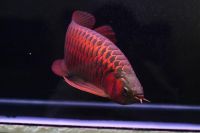 Super Red Asian Arowana Fish and Many Other Specis for Sale