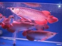 Super Red, Asian Red, 24k Golden and Other Arowana Fishes