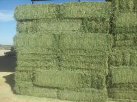 Cheap Alfafa Hay For Sale