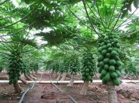 2019 Fresh hybrid papaya seeds with good quality and competitive price 