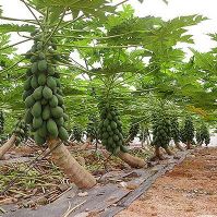 Touchhealthy supply good quality red lady hybrid papaya seeds