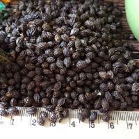 Dried Papaya Seeds in Bulk with Best Price for Health