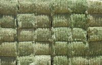 Quality Alfalfa Hay for Animal Feeding and Seeds Cheap Alfalfa Hay Bales 