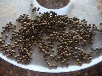 Dried papaya seeds adapting the environment 