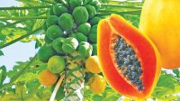  high Germination Rate papaya seeds pawpaw seeds papaya tree seeds