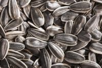 Quality Sunflower Seeds For Sale 