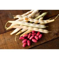 Factory wholesale light red kidney beans with good price 
