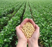 Premium Quality Food Organic Non GMO dried cheap 5-8MM yellow soybean Soya Beans 