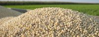 Non - GMO Soya Bean - High quality and best price 