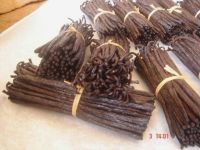 Black Bourbon Madagascar Natural Organic Vanilla beans for export. 