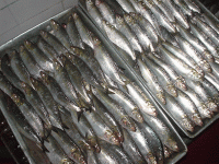 Health certificate wholesale frozen whole sardine fish 