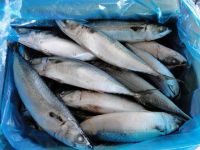 Pacific mackerel frozen Scomber Japonicus fish wholesale 