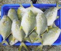 600-800g Frozen Golden Pompano Pomfret Fish Products Supplied 