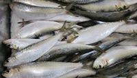 best price frozen sardine fish 
