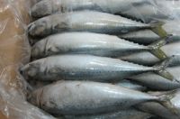 Pacific Mackerel Frozen Mackerel Fish 