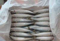 Cheap Frozen Seafood Fish Pacific Mackerel exporter 