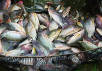 frozen fish organic tilapia fillet 