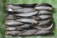 Frozen Whole Sardines Fish 