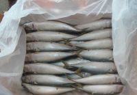 Pacific mackerel frozen Scomber Japonicus fish wholesale 