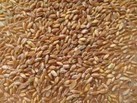 Durum Wheat Best Quality For Human Consumption 